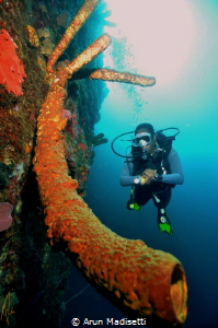 Fransicsa and the big yellow tube sponge on the 1600m ver... by Arun Madisetti 